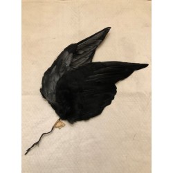 Plumes anciennes paire d'ailes